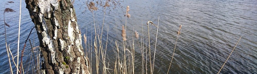 reeds & birches